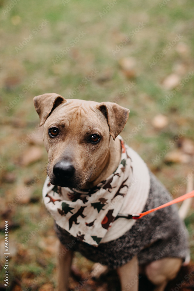 Portrait of a Cute Rescue Dog Wearing a Bandana and Sweater Portrait of a Cute Rescue Dog Wearing a Bandana and Sweater