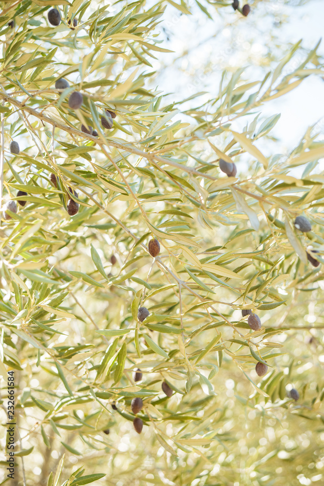 Ripe olive fruits hanging on a branches of olive tree Ripe olive fruits hanging on a branches of olive tree