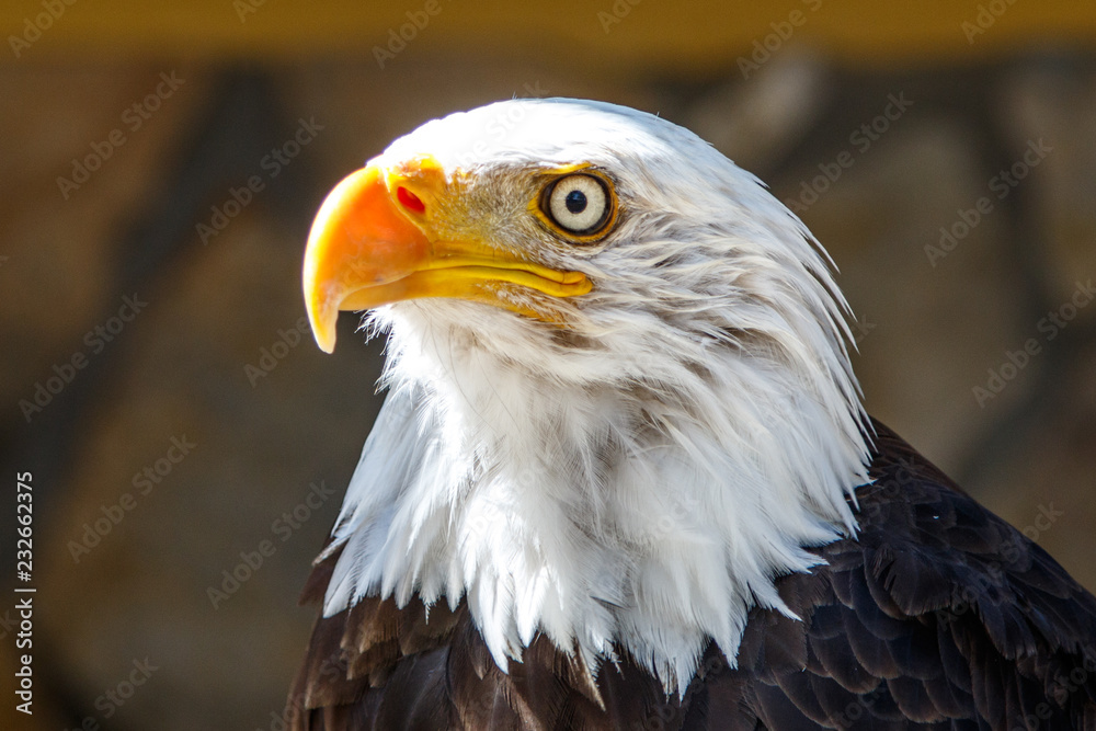 Fototapeta premium La reina del cielo