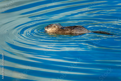 Muskrat swimming in the river