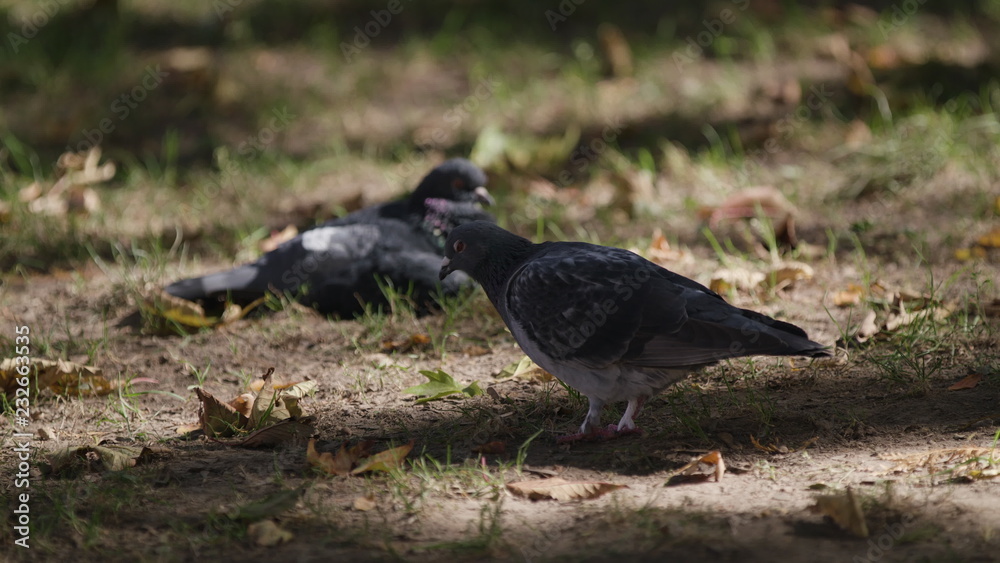 a dove sitting on the grass, looking around a dove sitting on the grass, looking around