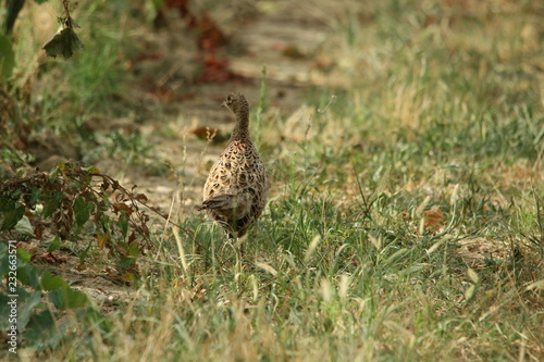 Common pheasant on the run