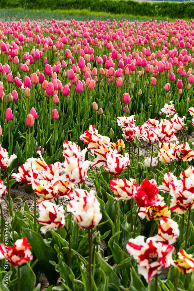 Field of tulips