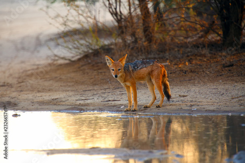 The black-backed jackal  Canis mesomelas  drinks at the waterhole in the desert. Jackal by the water in the evening light. Jackal at sunset at waterhole.