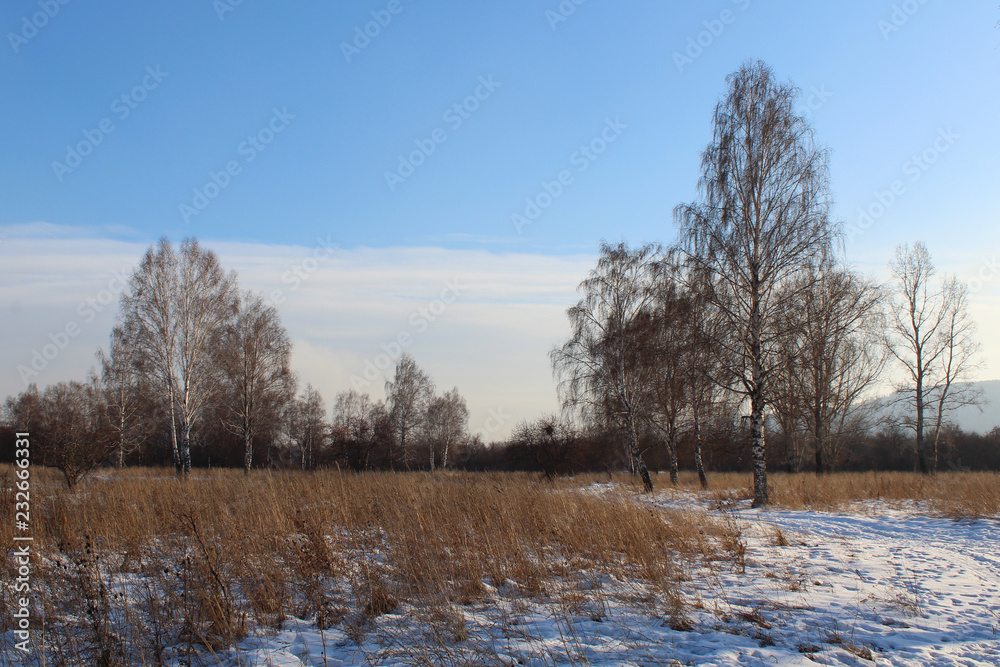 Winter landscape-snowy birch plain with bare branches and bright blue sky Winter landscape-snowy birch plain with bare branches and bright blue sky