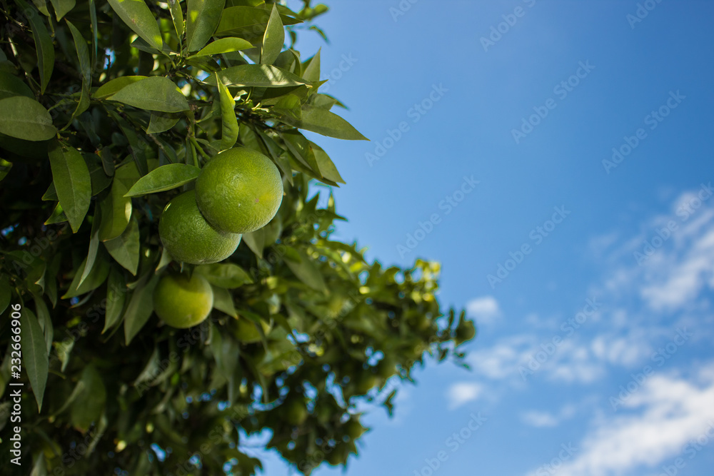 green range fruits grow up on tropic tree branches, blue sky background, empty copy space