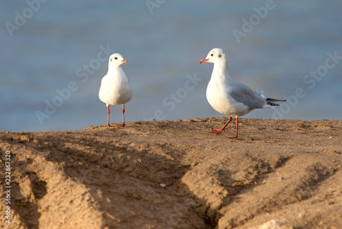 Seagulls resting on the coast 