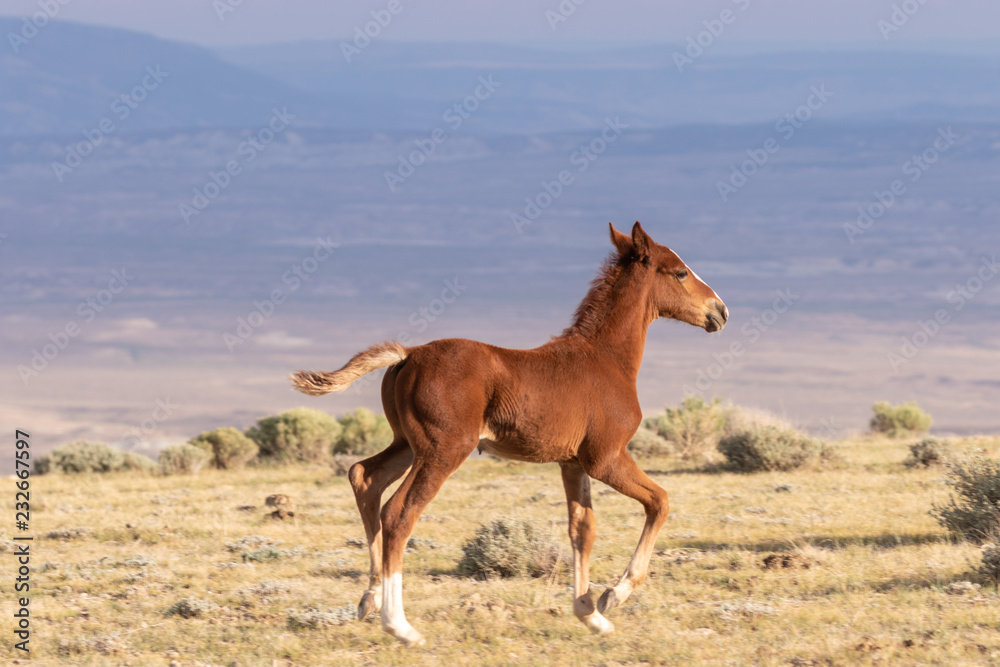 Cute Wild Horse Foal in Summer Cute Wild Horse Foal in Summer