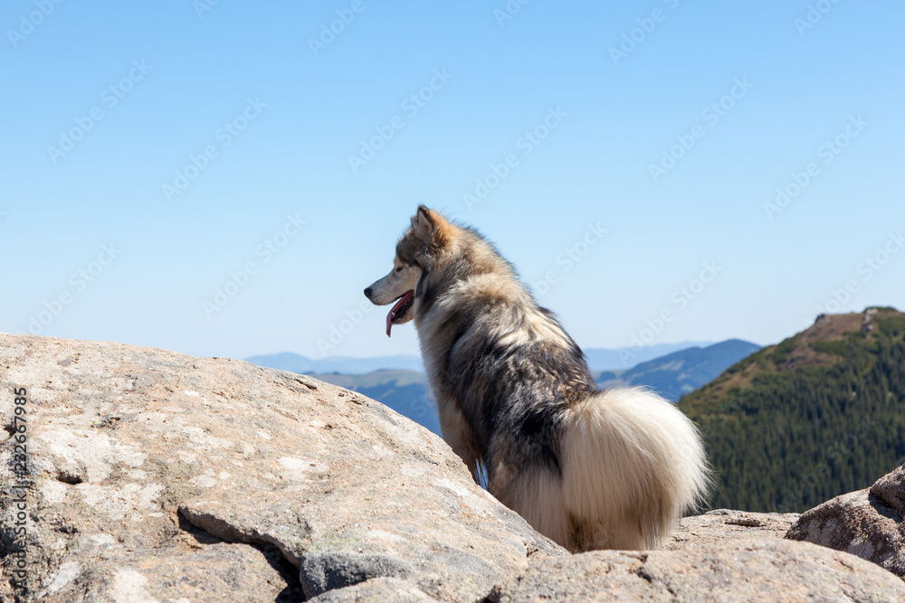 Obraz premium Husky dog looking into the distance in the mountains