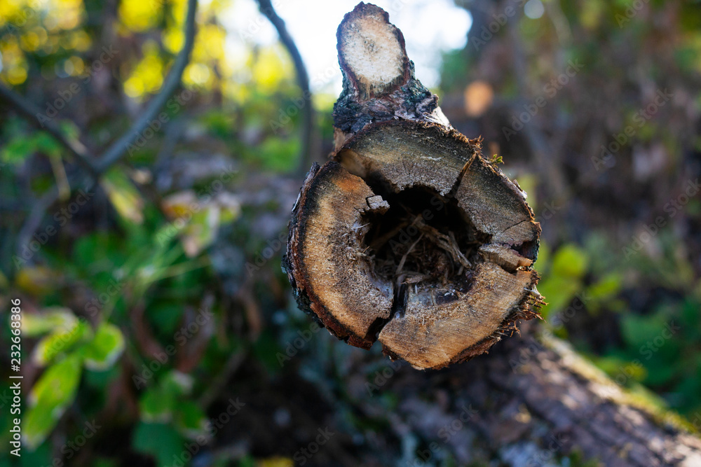 Obraz premium Hollow in sawed tree