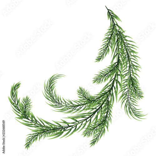 Fir branch isolated on white background