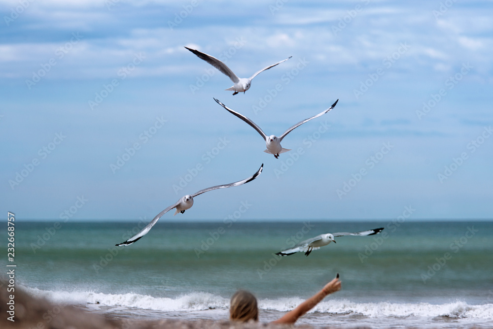 Seagulls flying on the sandd in the beach Seagulls flying on the sandd in the beach