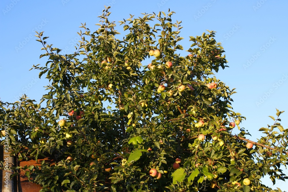 Apples grow on a tree