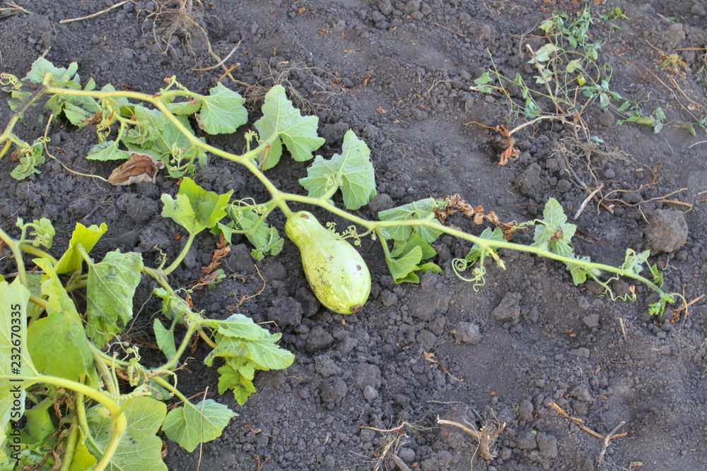 Fototapeta premium Pumpkin in the garden
