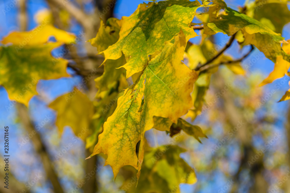 Yellow maple leaves against the blue sky on autumn Yellow maple leaves against the blue sky on autumn