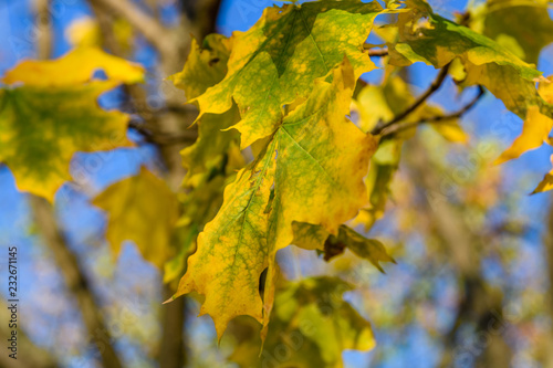 Yellow maple leaves against the blue sky on autumn