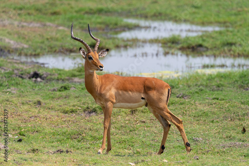 Impala  m  nnlich  steht am Chobe River  Botswana
