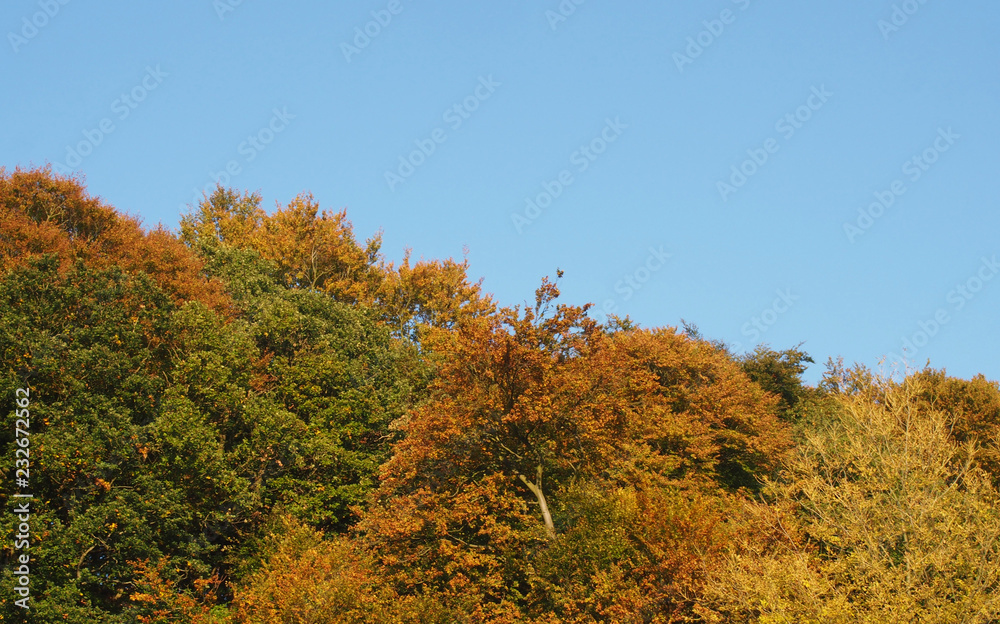 woodland tree tops in bright autumn utumn colors against a clear blue sky
