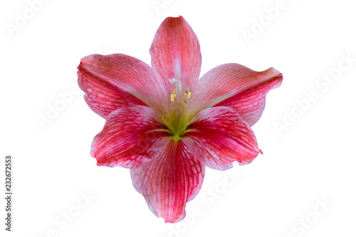 indoor plant lily,Hippeastrum intiflorum isolated on white background
