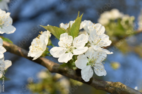Wallpaper Mural Kirschblüten Torontodigital.ca