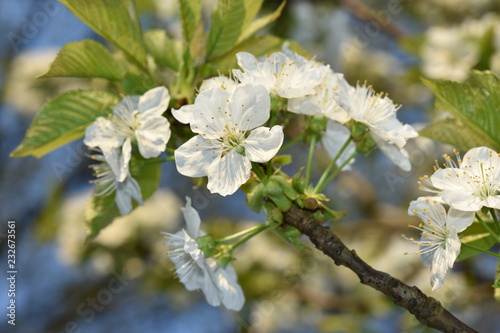 Wallpaper Mural Krischbaum Torontodigital.ca