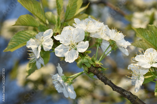 Wallpaper Mural Kirschast Torontodigital.ca