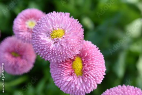 Wallpaper Mural Blüte Torontodigital.ca