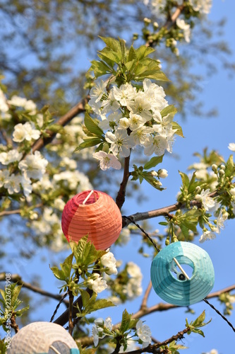 Wallpaper Mural cherry blossom Torontodigital.ca