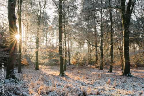 Sunrise in a winter woodland. Norfolk, UK. photo