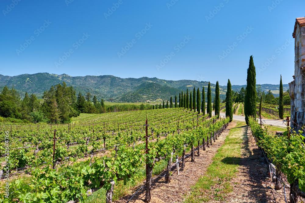 Vineyards in California, USA