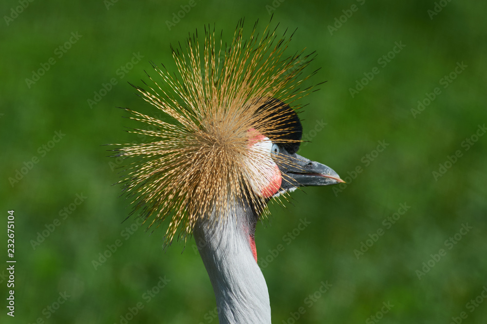 Fototapeta premium crowned crane