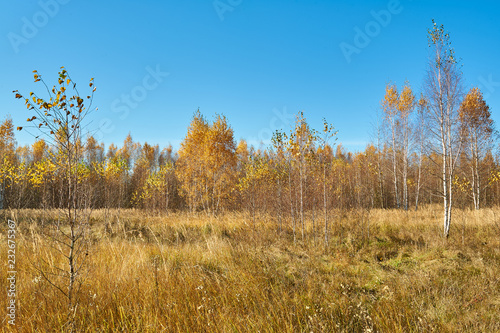 beautiful view to edge of young autumn birch tree forest and clear blue sky above