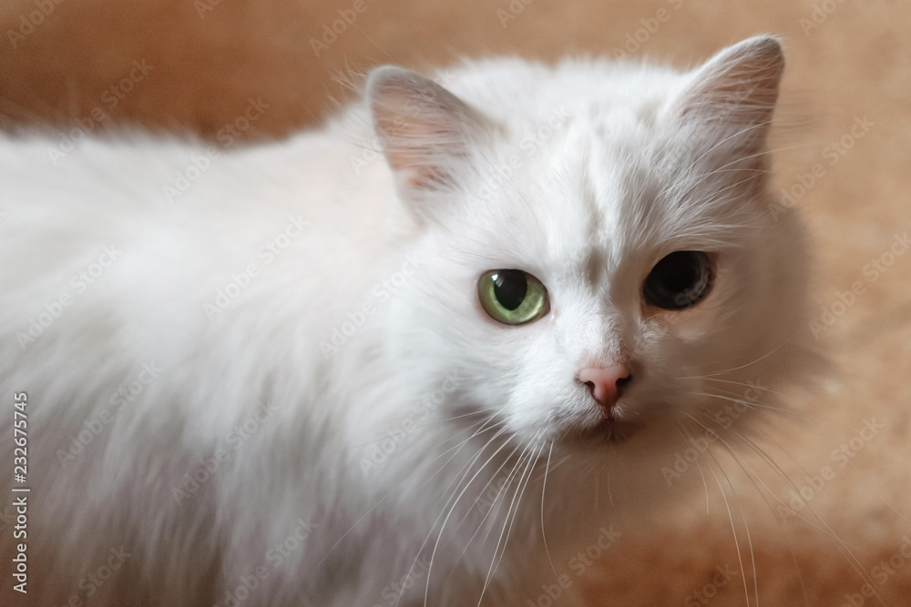 Old white cat with different color eyes, portrait, close-up