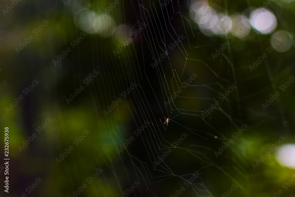 Naklejka premium spider web close-up