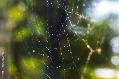 dew on the spider web close-up