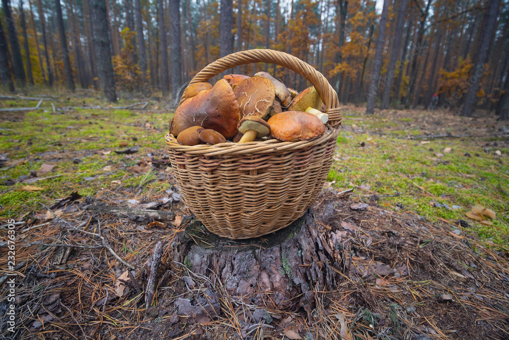 Mushrooms in a basket in a clearing in the forest Mushrooms in a basket in a clearing in the forest