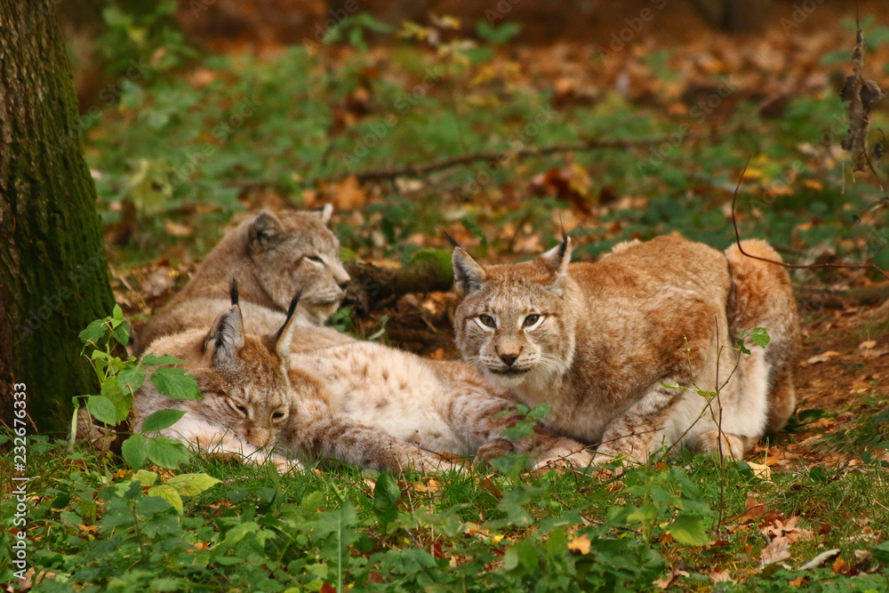 Fototapeta premium Luchse (Lynx)