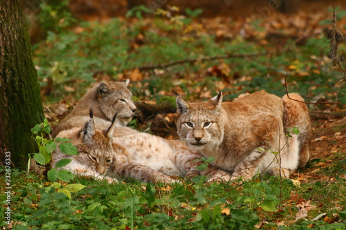 Luchse  Lynx 