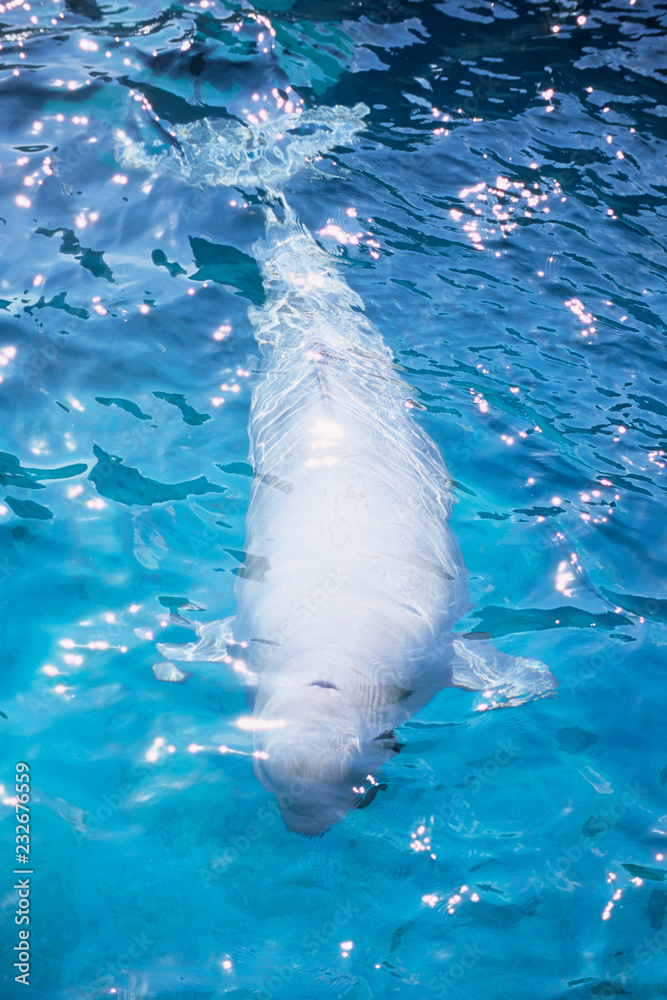 Naklejka premium White Dolphin - 白イルカ
