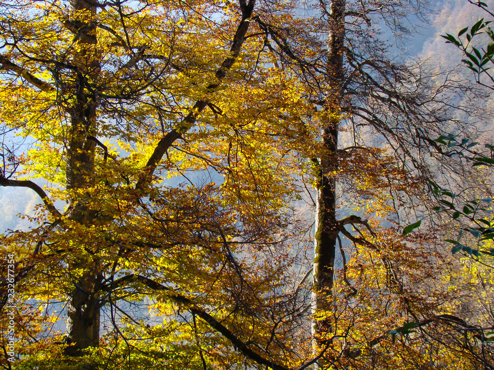 tree in autumn tree in autumn