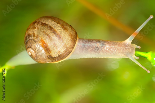 Garden snail terrestrial gastropod mollusk