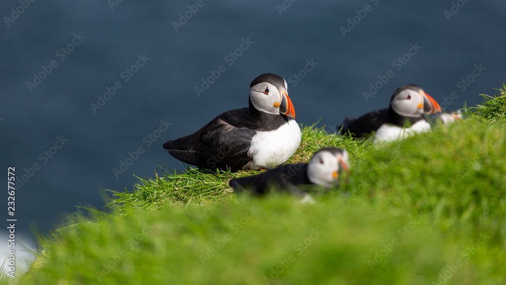The beautiful Puffin birds on the isolated Mykines island in Faroe Islands The beautiful Puffin birds on the isolated Mykines island in Faroe Islands
