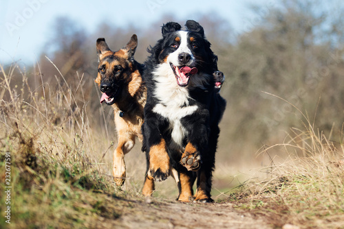 group of dogs running