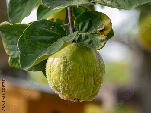 Fotografi Gros plan sur le coing fruit à maturation, fruit aromatique du cognassier (Cydon