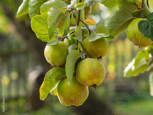 Fotografi Les coings, fruits aromatiques du cognassier (Cydonia oblonga)