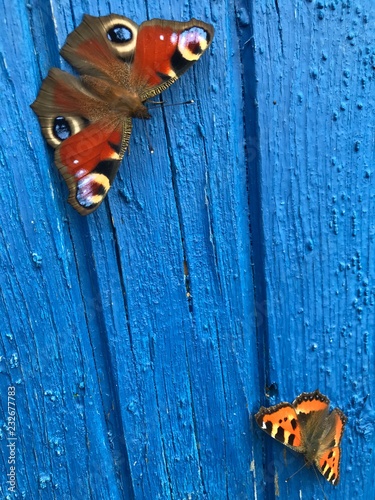 Butterflies on blue photo