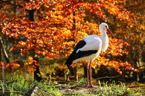 Weißstorch (Ciconia ciconia) photo