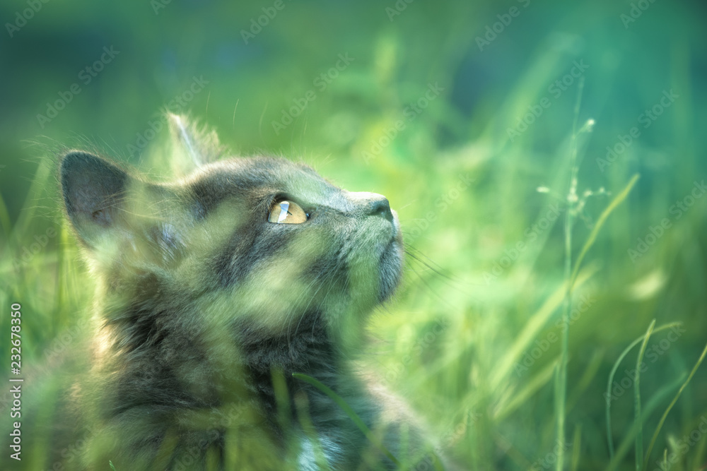 Naklejka premium Szary kot w trawie