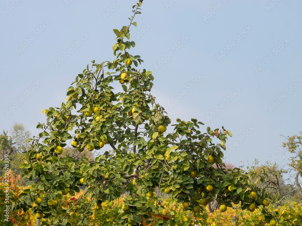Le cognassier (Cydonia oblonga) aux branches remplies de coings en automne