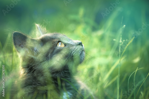 Chat gris dans l'herbe